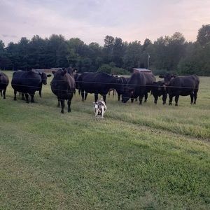 Meet your Posher, Tom